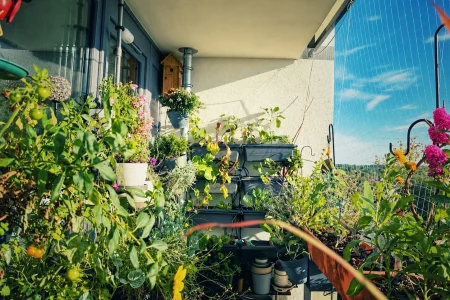 Üppig bepflanzter Balkon mit Gemüse, Kräutern und Blüten im September