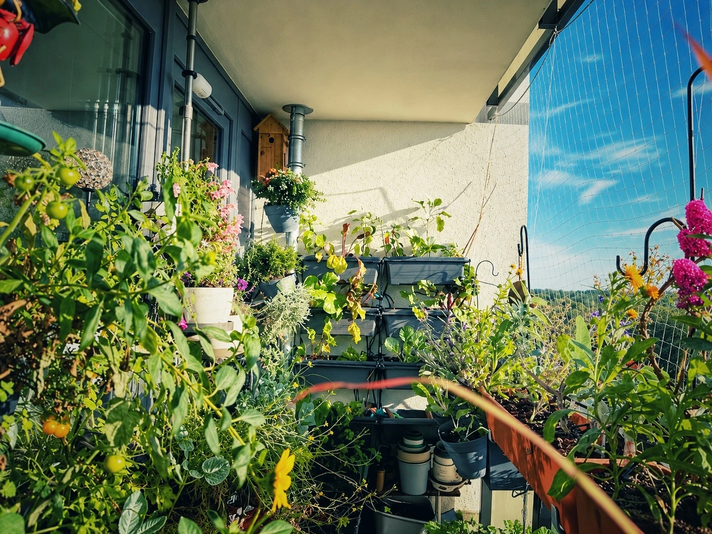Üppig bepflanzter Balkon mit Gemüse, Kräutern und Blüten im September