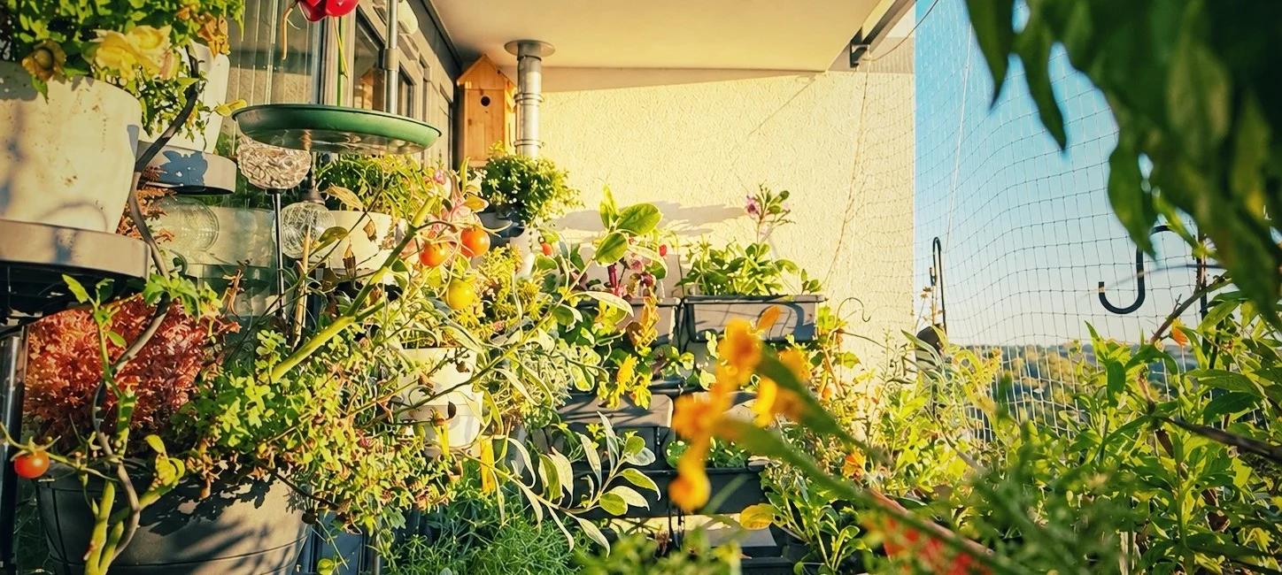 &Uuml;ppig bepflanzter Balkongarten im Oktober mit Gem&uuml;se, Blumen und Kr&auml;utern in der goldenen Morgensonne.