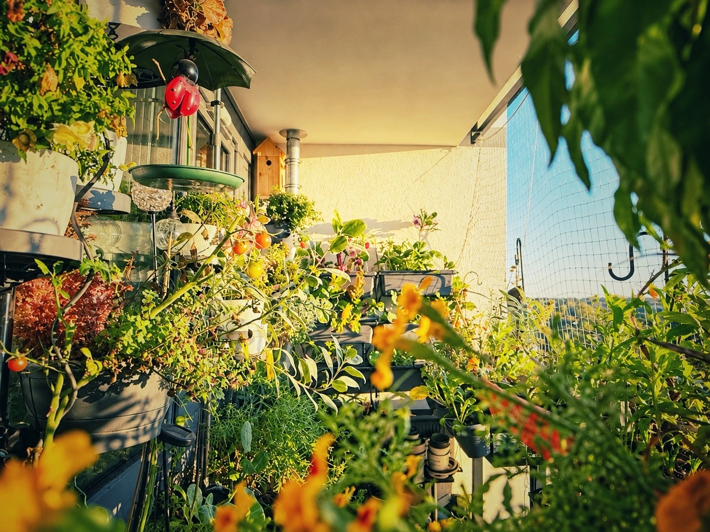 Üppig bepflanzter Balkongarten im Oktober mit Gemüse, Blumen und Kräutern in der goldenen Morgensonne.