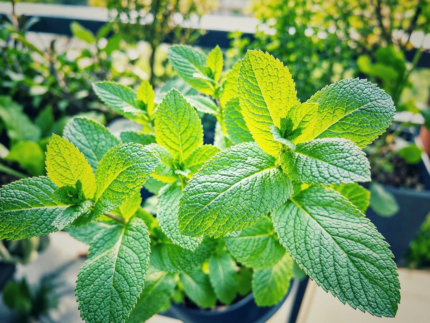 Frische grüne Minze mit kräftigen, gezackten Blättern auf dem Balkon.